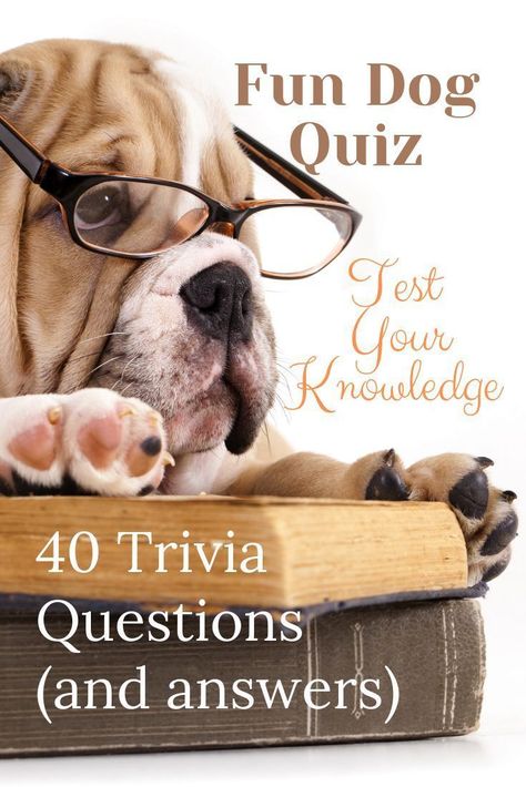 40 Fascinatinating Dog Trivia Questions and Answers  #DogTriviaQuestions #FunDogQuiz #DogFacts #DogQuotes #DogArt #DogTrueorFalse  #QuestionsAboutDogs #DogQandA #DogQuestionsandAnswers #CanineQuestions Animal Trivia Questions And Answers, Dog Facts Interesting, Dog Trivia, Dog Quizzes, Dog Quiz, Facts About Dogs, Knowledge Quiz, Trivia Questions And Answers, About Dogs