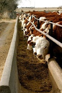 Nebraska Feedlot and Farm...hey, Nebraska made the Pinterest Travel Board! Vegetable Cellar, Cow Feeder, Raising Cows, Cattle Feeder, Farm Livestock, Cattle Corrals, Nguni Cattle, Spring Cleaning List, Hereford Cows