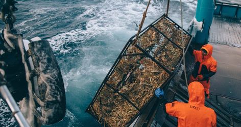 Dispatches: Life on an Alaskan Crab Boat #Adventure #Alaska #boats Crab Boat, Alaska Pictures, Bering Sea, Ocean Adventure, Deadliest Catch, Alaska Fishing, Crab Fishing, Safe Harbor, Remote Island