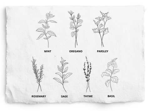 Bouquet Of Herbs Tattoo, Parsley Tattoo Design, Fine Line Rosemary Tattoo, Basil Line Drawing, Herb Tattoos For Women, Rosemary Line Drawing, Sage Line Drawing, Sage Sprig Tattoo, Basil Tattoo Simple