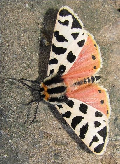 Pretty Moths Aesthetic, Most Beautiful Moths, Moth Reference Photo, Different Moths, Moth Colors, Colorful Moth Tattoo, Cool Moths, Moth Pretty, Moth Colorful