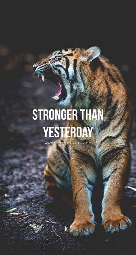 Everyday I'm a little stronger than yesterday Tiger Quotes, Fitness Motivation Wallpaper, Lion Quotes, Stronger Than Yesterday, Fit Girl Motivation, Stronger Than You Think, Warrior Quotes, Gym Inspiration, Motivational Quotes For Working Out