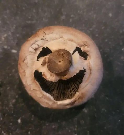 Happy Mushroom Illusion Uncanny Valley Faces, Being Delusional, Happy Mushroom, Creepy Face, Things With Faces, Random Objects, Creepy Faces, Hiding In Plain Sight, Uncanny Valley