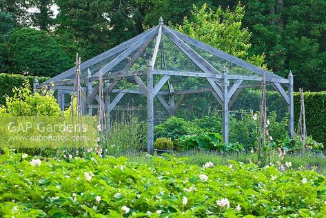 Fruit cage in the kitchen garden with sweet peas and lavender hidcote. Poulton House Garden, Wiltshire. Macro Flower Photography, Lavender Hidcote, Gardening Basics, Botanical Images, Flower Portraits, Fruit Cage, Plants For Raised Beds, Macro Photography Flowers, Macro Flower