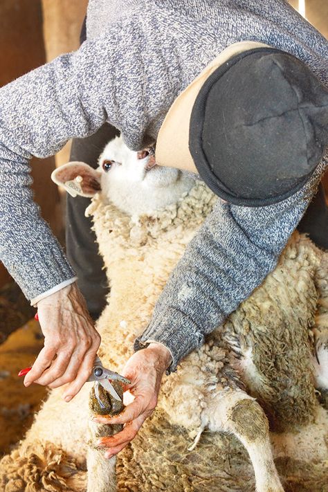 A beginner's guide to hoof trimming: How to keep your cattle, sheep, and goats limp-free Sheep Raising, Dairy Sheep, Fiber Farm, Babydoll Sheep, Jacob Sheep, Raising Farm Animals, Goat Care, Sheep Shearing, Showing Livestock