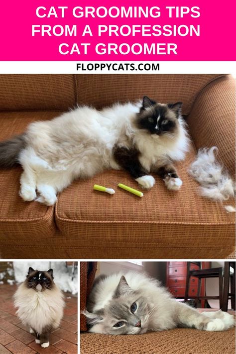 Cat Brushing Hair, Long Hair Cats Grooming Styles, Cat Grooming Tips, Matted Cat Fur, Cat Grooming Styles, Cat Cpr, Shaved Cat, Lucy Loo, Cat Haircut