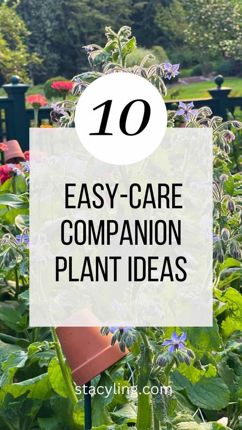 Full Sun Landscaping, Succession Planting, Japanese Beetles, Companion Plants, Potager Garden, Garden Images, Healthy Garden, Backyard Diy Projects, Soil Improvement