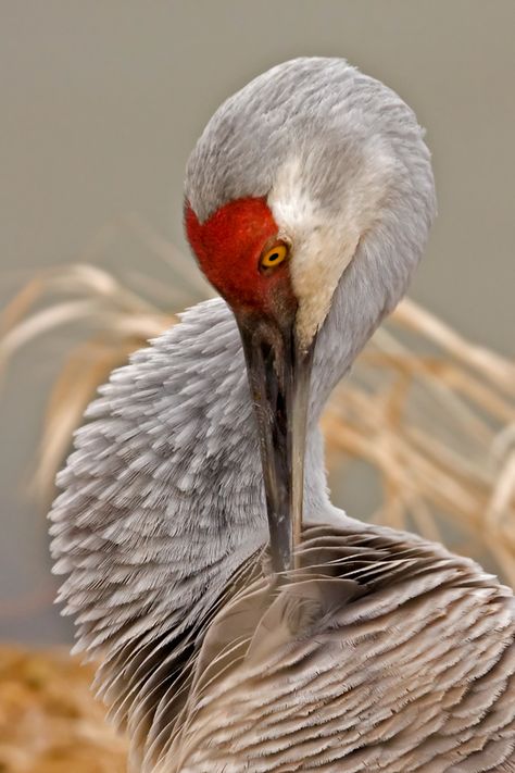 Miss Video, Sand Hill Crane, Sandhill Cranes, Sandhill Crane, Tattoo Animal, Herons, Shorebirds, Watercolor Images, Bird Pictures