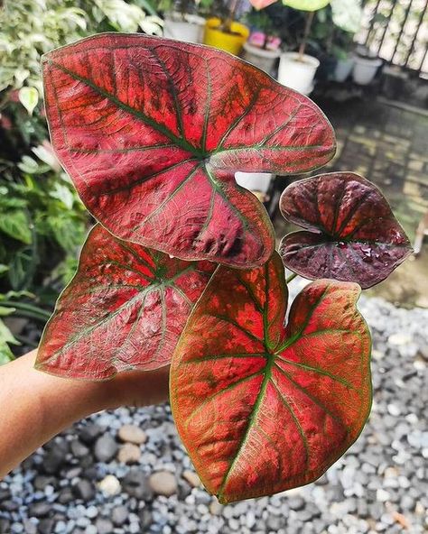 Caladium Varieties, Moon Goddess Necklace, Red Veins, Green Veins, Inside Plants, Pink Leaves, White Leaf, Growing Indoors, Paintings Pictures