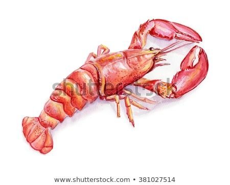 Tails Drawing, Lobster Tail, Lobster Tails, Pastel Art, Sea Animals, Gray Background, Botanical Art, Royalty Free Photos, Watercolor Illustration