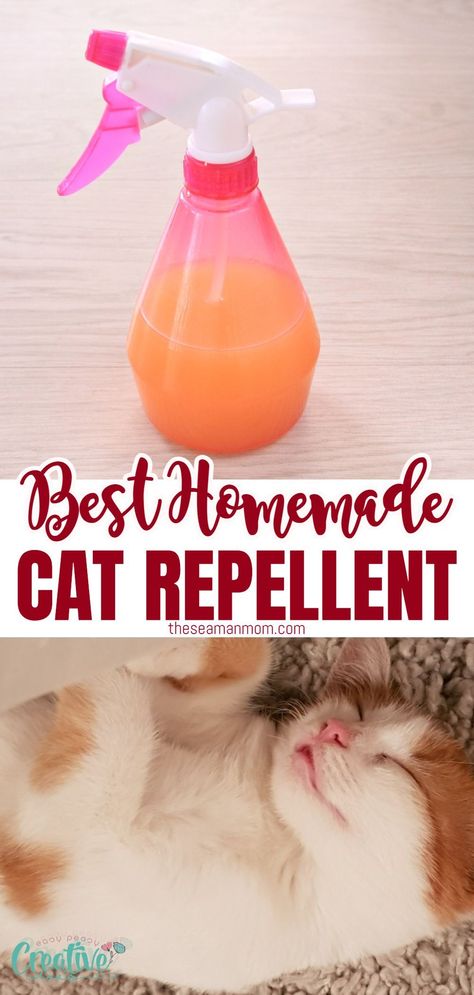 #Cat_Yard_Deterrent #Natural_Cat_Repellent_Indoor #Diy_Cat_Deterrent_Spray_For_Furniture #Essential_Oil_Cat_Repellent Cat Yard Deterrent, Homemade Cat Repellent, How To Stop A Cat From Spraying, Natural Cat Repellent Indoor, Natural Cat Repellent Yards, Homemade Cat Deterrent Spray, Essential Oil Cat Repellent, Cat Repellant Indoor, Cat Repellant For Furniture