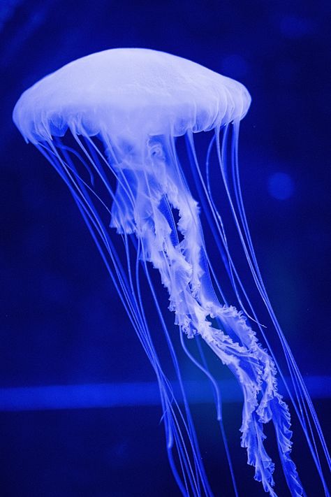 white jelly fish illustration photo – Free Jellyfish Image on Unsplash Notion Themes, Jellyfish Images, Jellyfish Photo, Jellyfish Photography, Princess Jellyfish, Cnidaria, Blue Jellyfish, Poster Blue, Jellyfish Art