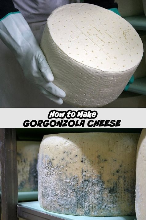 How to make Gorgonzola Cheese process in Italy many photos shown. Opera Cake, Italy Photos, Taco Shop, Gorgonzola Cheese, Southern Recipes Soul Food, Retirement Celebration, Police Dog, Donut Shop, Family Friendly Activities