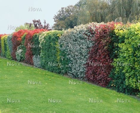 Flowering Hedge, Viburnum Opulus Roseum, Hedges Landscaping, Flower Hedge, Viburnum Opulus, Courtyard Landscaping, Garden Hedges, Syringa Vulgaris, Privacy Landscaping