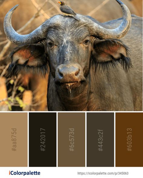 5918 Wildlife Color Palette ideas in 2021 | iColorpalette Color Palette Theme, Color Palette Ideas, Color Pallete, Skull Painting, Palette Ideas, Water Buffalo, Color Pallets, Color Card, Ox