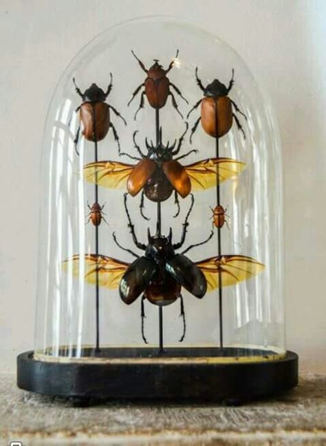 beetles Insect Specimen Display, Bug Specimen Display, Insect Collection Display, Pinned Bug Display, Pinned Insects Display, Taxidermy Bugs Display, Bug Collection Display, Beetle Terrarium, Taxidermy Plaques