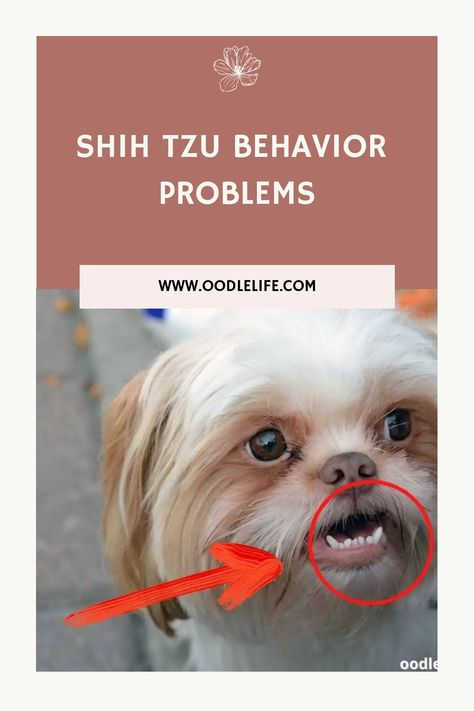 Shih Tzu Training, Behavior Tips, Puppy Proofing, Shih Tzu Puppy, Good Environment, Environmental Factors, Behavior Problems, Crate Training, Shih Tzus