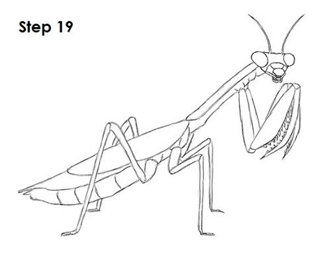 Praymantis Drawing, Prey Mantis Drawing, Praying Mantis Tattoo Stencil, How To Draw A Praying Mantis, Preying Mantis Drawing, Pray Mantis Drawing, Praying Mantis Tattoo Simple, Preying Mantis Tattoo Sketch, Mantis Drawing