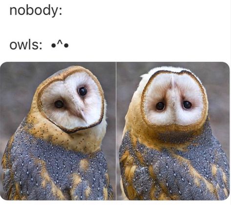 Funny Owl Memes, Owl Meme, Owl Character, Funny Creatures, Barn Owls, Funny Owls, Bakugou Manga, Owl Pictures, Funny Birds