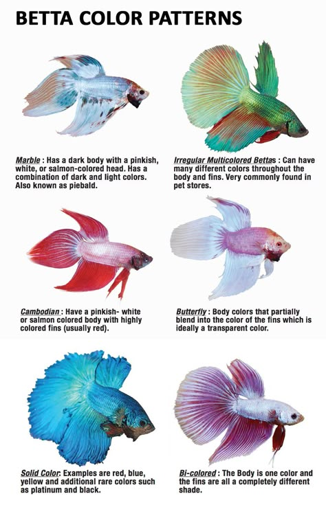 Betta Breeding, Types Of Betta Fish, Breeding Betta Fish, Betta Fish Types, Betta Aquarium, Betta Fish Care, Pretty Fish, Betta Tank, Betta Fish Tank