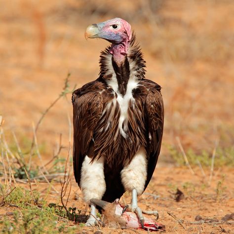 Stuffed Portabella Mushrooms, Desert Animals, Witch Doctor, Photo Competition, Kruger National Park, Eco Printing, Wildlife Conservation, Southern Africa, Endangered Species