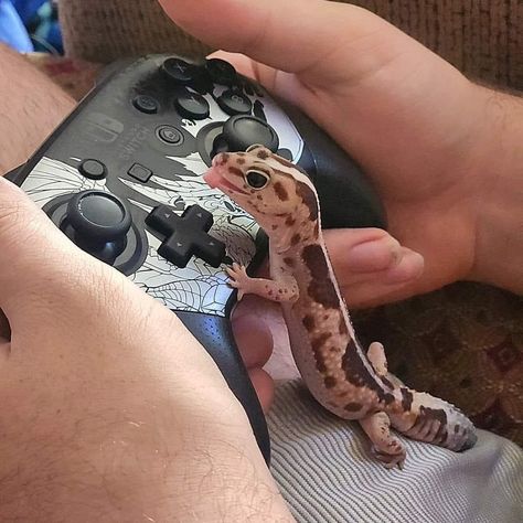 Aesthetic Gecko Tank, Leopard Geckos Habitat Ideas, Lepored Geko, Leopard Gecko Aesthetic, Fancy Leopard Gecko, Albino Gecko, Gecko Aesthetic, Lizard Aesthetic, Pretty Reptiles