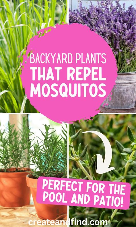 Collage of plants that repel mosquitos. Landscaping Privacy Trees, Backyard Landscaping Privacy, Easy Diy Backyard Ideas, Pool Planters, Landscaping Privacy, Porch And Patio Ideas, Fire Pit Ideas Backyard, Repel Mosquitos, Diy Backyard Ideas