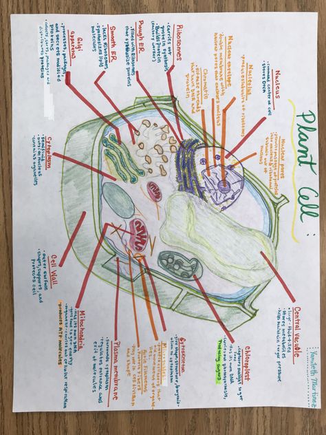 This Plant Cell includes: #nucleus  #ribosomes #RoughER #SmoothER #GolgiApparatus #Cytoplasm #Mitochondria #plasmaMembrane #Cytoskeleton #Chloroplast #CentralVacuole Cytoplasm Drawing, Plant Cell Notes, Plant Cell Notes Aesthetic, Plant Cell Aesthetic, Nucleus Drawing, Plant And Animal Cell Project Poster, Plant Cell Drawing Biology, Chloroplast Drawing, Plant Cell Sketch