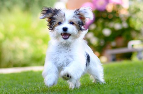 The Havamalt is a hybrid mix of the Havanese and the Maltese. Best Puppy Food, Dog Dna Test, Cute Puppy Pictures, Best Puppies, Best Dog Food, Maltese Puppy, Happy Puppy, Small Puppies, Puppy Pictures