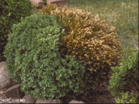 Boxwood Care: How To Identify And Treat 4 Common Pests and Diseases - Here By Design Boxwood Bush, English Boxwood, Japanese Boxwood, Boxwood Landscaping, Boxwood Tree, Box Wood Shrub, Common Diseases, Boxwood Garden, Boxwood Plant