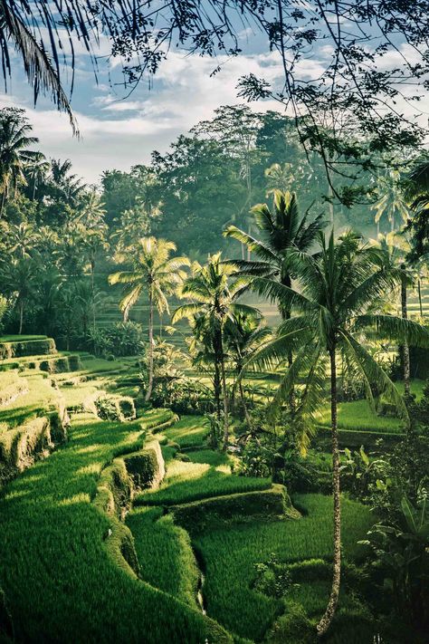 [h3]BALI, INDONESIA[/h3] Minutes from scooter-buzzing [link url="https://www.cntraveller.com/article/things-to-do-in-ubud-bali"]Ubud[/link] are artsy, low-key villages, vivid green rice paddies, lush forests and vast jungles. [link url="https://www.cntraveller.com/location/bali"]Bali[/link] is one of Indonesia’s 17,000 islands and sees an average temperature of about 30°C year round. Explore by bicycle and then head to one of its many cool beach clubs. [article id='rjKnX4orAGr'] Bali Beaches, Rice Fields, Coastal Cities, Places In The World, Going On Holiday, Most Beautiful Beaches, Beautiful Places In The World, Ubud, Beautiful Places To Visit