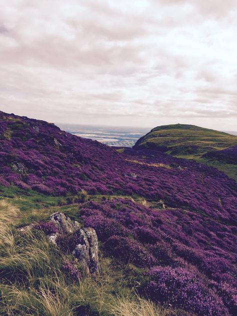 Dumyat covered in heather, Stirling, Scotland. Heather In Scotland, Scotland Mountains Aesthetic, Scotland Highlands Photography, Heather Scotland, Scotland In May, Scotland Heather, Heather Aesthetic, Scotland Countryside, Scottish Aesthetic