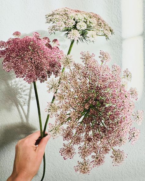 Queens from the garden are my favorite eye candy👑 Filled up a few buckets of our harvested Chocolate Queen Anne’s Lace this weekend and had to share her delicate details🍫 Queen Annes Lace Bouquet, Queen Anne Lace Flower, Lace Bouquet, Queen Anne's Lace Flowers, 28th Birthday, Mood Colors, Sedona Az, Socal Wedding, Queen Annes Lace