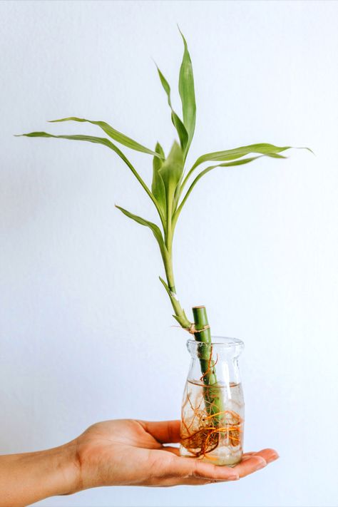 Lucky bamboo (Dracaena sanderiana) are easygoing plants believed to bring luck, wealth, and prosperity. Here’s a guide on how you can keep your lucky bamboo prospering! #houseplants #plants #bamboo #garden #gardening #gardeningtips Cyperus Papyrus, Dracaena Sanderiana, Moving Plants, Plant In Glass, Natural Cleanse, Herbal Cleanse, Lucky Bamboo Plants, Dracaena Plant, Corn Plant