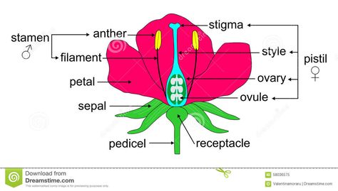 Parts of a flower stock vector. Illustration of flower - 58036575 Gumamela Flower Drawing Parts, Diagram Of A Flower, Flower Science, Flower Reproduction, Charlie Chocolate Factory, Morning Routine Checklist, Educational Illustration, 2nd Grade Art, Love Couple Wallpaper