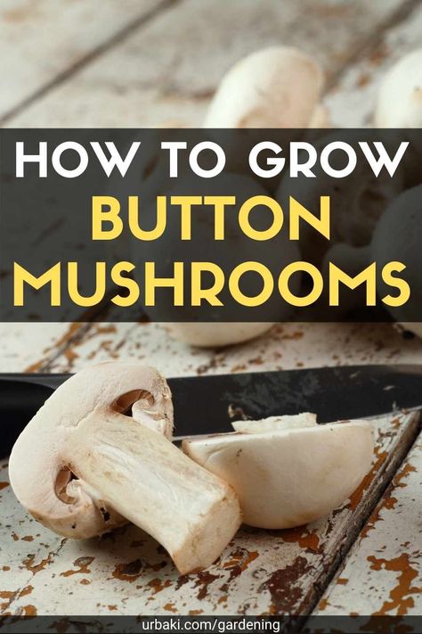 How To Build A Mushroom Grow Room, How To Grow Portabella Mushrooms, Mushrooms Cultivation, Homegrown Mushrooms, Mushroom Growing At Home, Foraging Mushrooms, Farm Orchard, Modern Gardening, Mushroom Guide