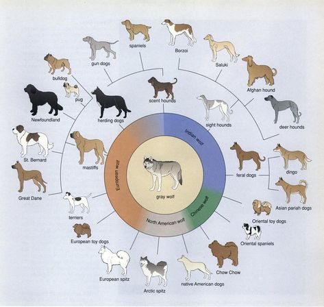 Different geographic subspecies of wolves may have given rise to... | Download Scientific Diagram Time Diagram, Wild Wolves, Dog Infographic, Indian Wolf, Vet Medicine, Dog Anatomy, Herding Dogs, Goat Farming, Modern Dog