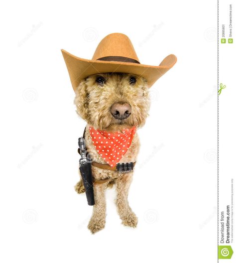 Western dog. Outlaw/sheriff/cowboy dog on white #Sponsored , #Advertisement, #SPONSORED, #dog, #white, #cowboy, #Western Cowboy Stock Image, Sheriff Cowboy, Dog Cowboy, Cowboy Dog, Cowboy Aesthetic, Dog White, Cowboy Western, White Image, Vector Design