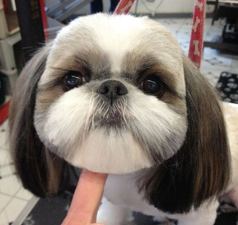 Corte Shitzu, Shitzu Dogs Haircuts, Puppy Haircut, Shih Tzu Haircuts, Mobile Pet Grooming, Perro Shih Tzu, Chien Shih Tzu, Shitzu Dogs, Dog Grooming Styles