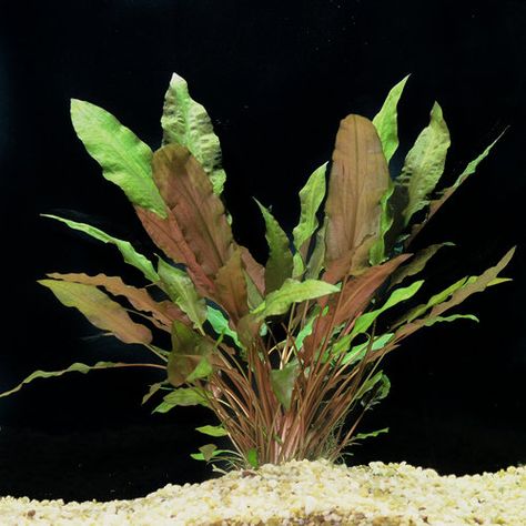 Cryptocoryne Wendtii, Aquascape Plants, Aquatic Plant, Terrarium Plants, Fish Tanks, Aquatic Plants, Planted Aquarium, Plant Growth, Tattoo Inspo