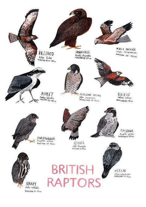 BRITISH RAPTORS POSTER Digital print on 300gsm Evolution paperA3 11.7 x 16.5" Perfect gift for the bird lover Birds Identification, British Birds Identification, British Birds Of Prey, Plants Identification, Nature Club, Fantasy Fairies, Nice Drawings, Raptors Bird, Types Of Birds