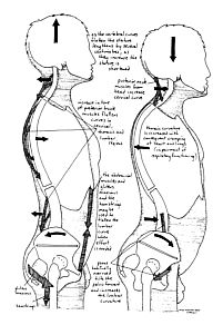 On the right half of the illustration: Before and after the Alexander Technique for a specific person. You can see how undoing unnecessary downward pressure would result in an adult becoming taller. Diy Back Extension Machine, Thoracic Extension Exercises, Alexander Technique Exercises, Chest Fly Cable Machine, Posterior Neck Muscles, Alexander Technique, Psoas Release, Yoga Anatomy, Muscle Imbalance