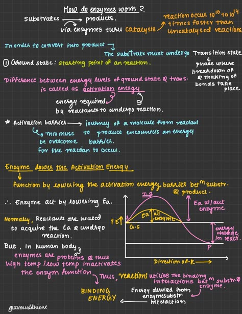 Enzymes Biology, Emt Basic, Sat Tips, Microbiology Study, Biochemistry Notes, Day In A Life, Learn Biology, Ipad Notes, Notes Plan