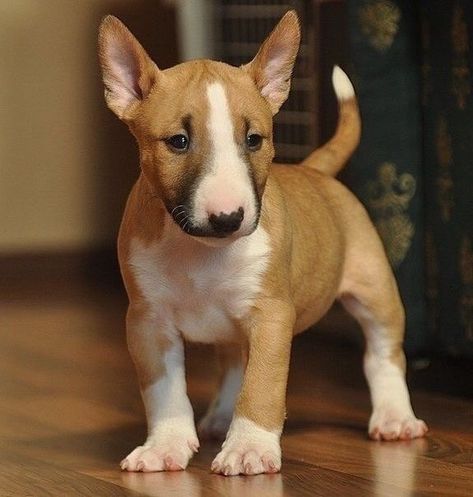 Mini Bull Terrier, Bull Terrier Tattoo, Bull Terrier Funny, Chien Shih Tzu, Mini Bull Terriers, Miniature Bull Terrier, Tattoo Animal, Tattoo Nature, Bull Terrier Puppy