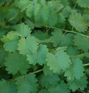 Salad Burnet, Forest Gardening, Mallow Plant, Kitchen Gardens, Types Of Herbs, Perennial Vegetables, Gardening Zones, Herb Salad, Ambrosia Salad