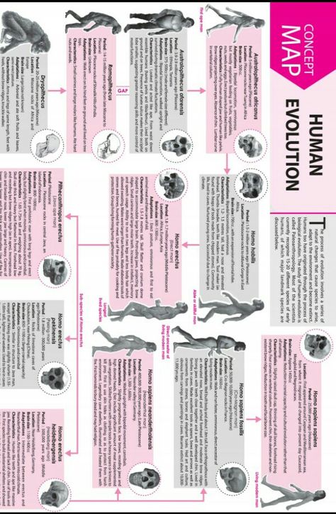 Class 12 Biology Notes Evolution, Evolution Notes Class 12, Biophysics Notes, Csir Net Life Science Notes, Biology Class 12, Brain Map, Campbell Biology, Neet Notes, Concept Maps