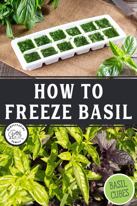 How To Freeze Basil, Preserving Basil, Herb Infused Water, Basil Butter, Homesteading Family, Dried Basil Leaves, Freezing Herbs, Preserving Herbs, Hanging Herbs