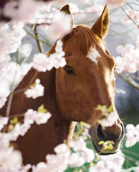 Sweet horse peeking from behind pretty pink flowers. Beautiful Horse Pictures, Horse Wallpaper, Most Beautiful Horses, Horse Crazy, Pretty Animals, Horse Equestrian, Cute Horses, Horse Photos, Pretty Horses