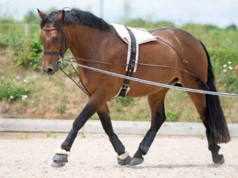 Horse Lunging, Lunging Horse, Dressage Training, Horse Exercises, Hoof Print, Reining Horses, Horse Care Tips, Horse Boarding, Horse And Rider