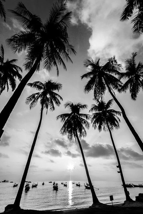 Black and white palm print Matka Natura, Black And White Beach, Phi Phi Island, Have Inspiration, Foto Inspiration, Black And White Pictures, Beach Photos, Beach Photography, White Photography